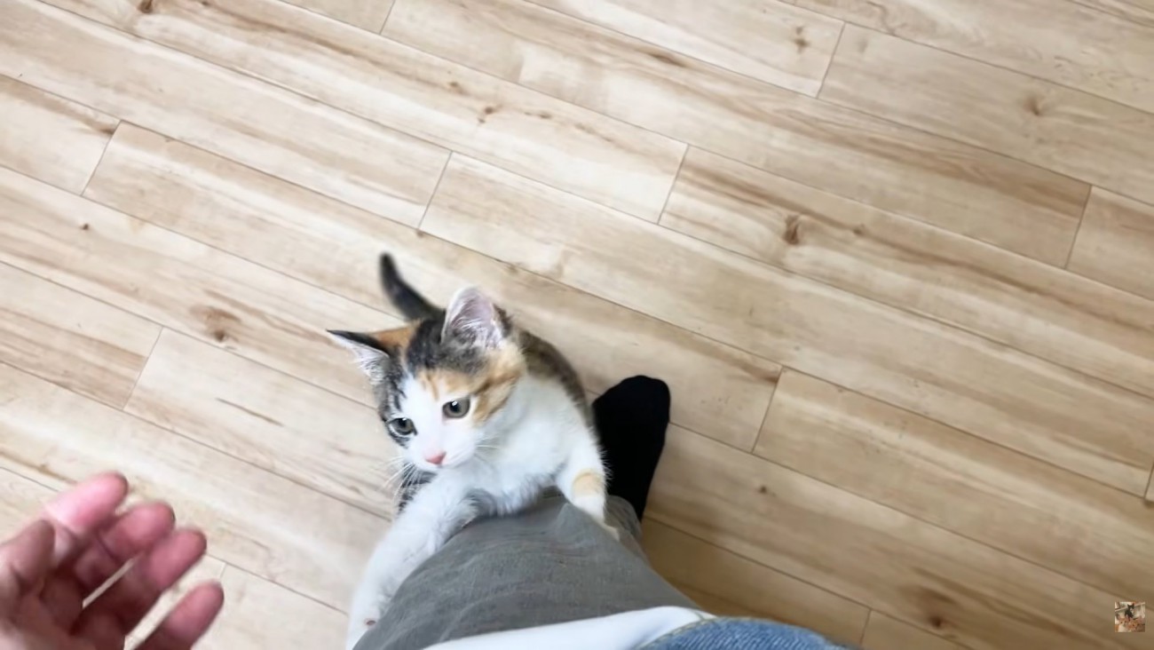 左脚をよじ登る子猫（画面左下に投稿者さんの手）