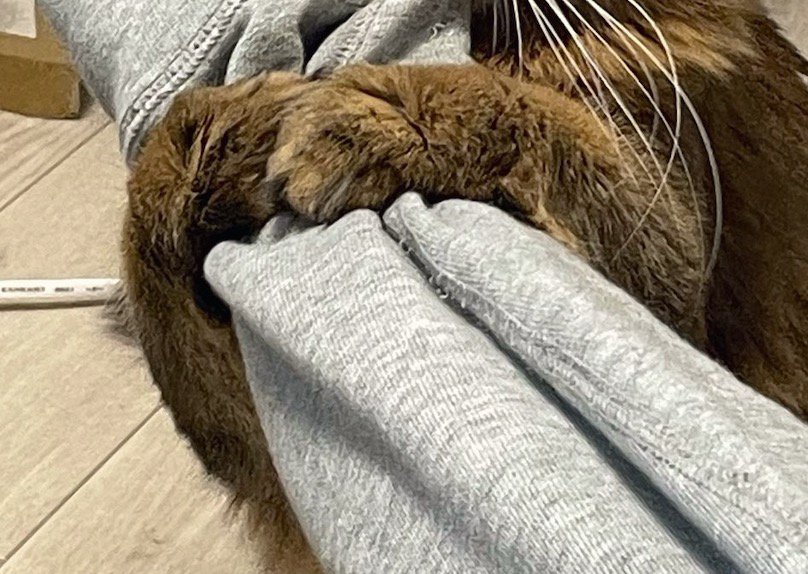 飼い主の腕を前足で掴む猫