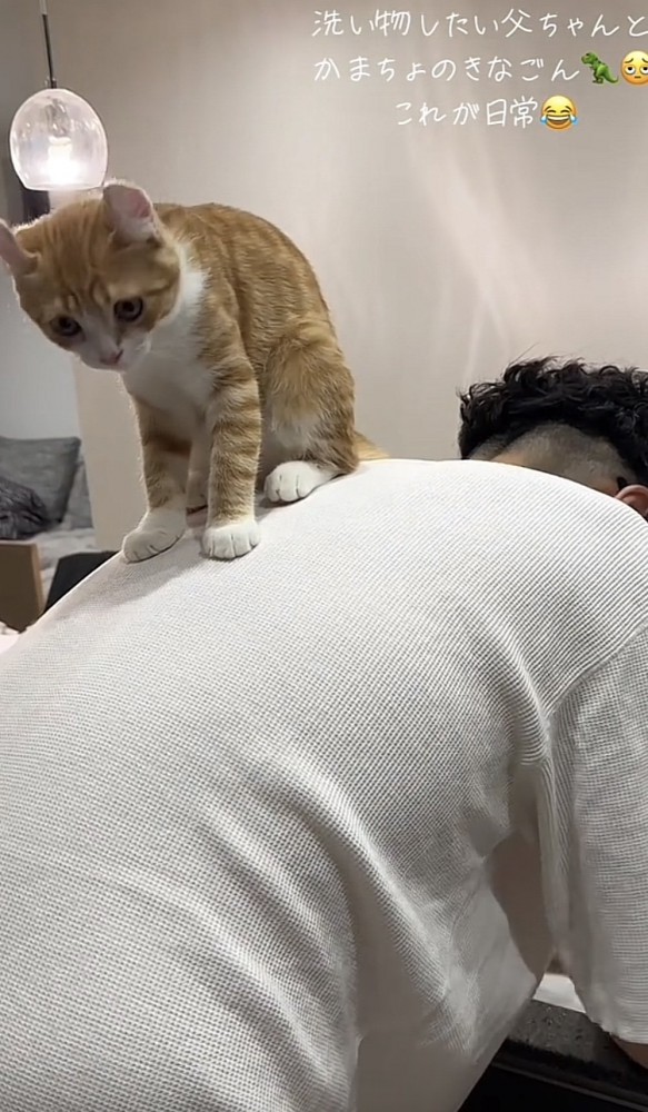 飼い主さんの背中に乗る猫の写真2-3
