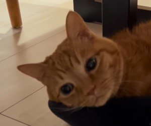 男性の足の上に顔を乗せる猫