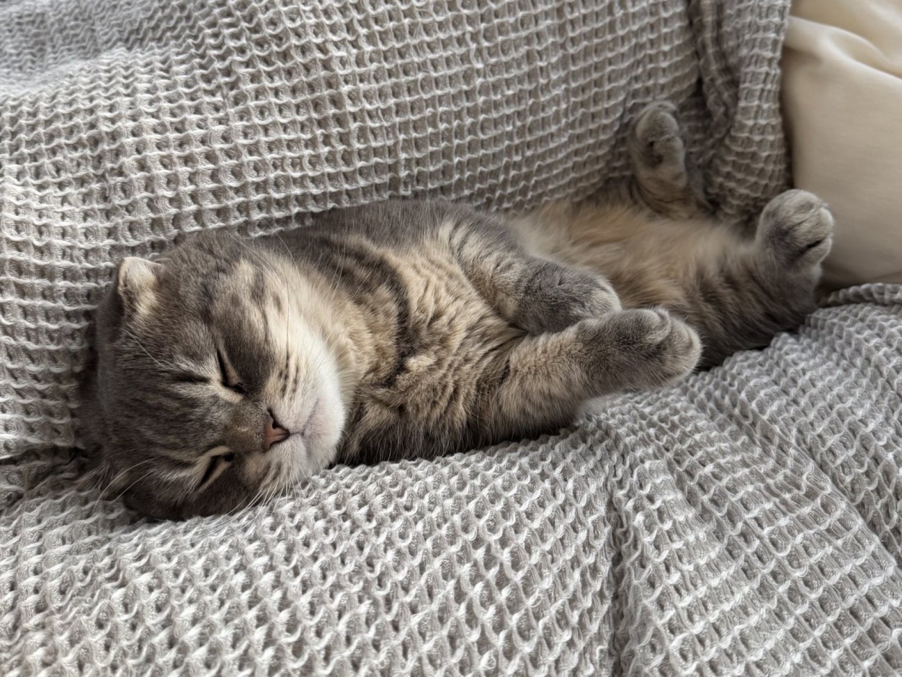 ベッドに寝転ぶマンチカン