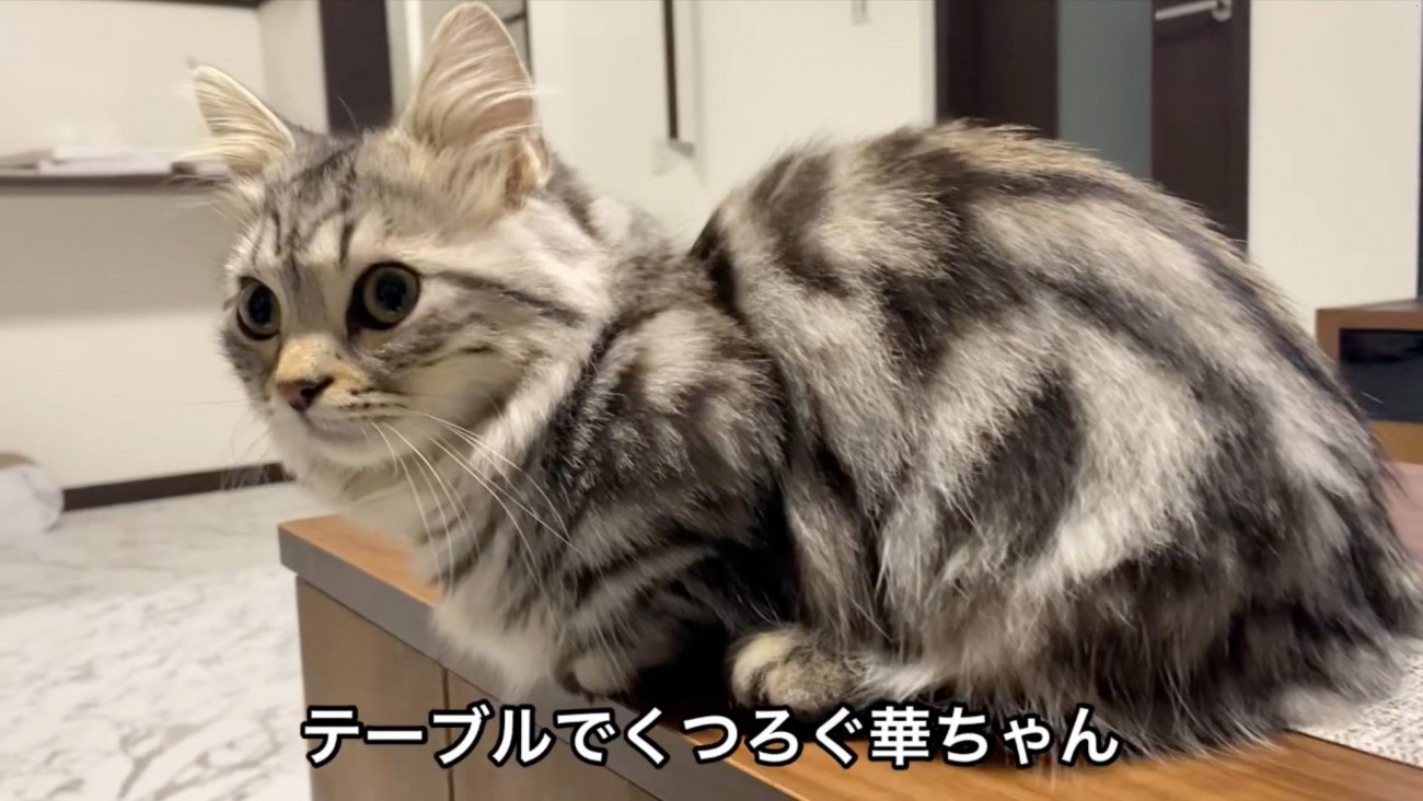 テーブルに乗る猫