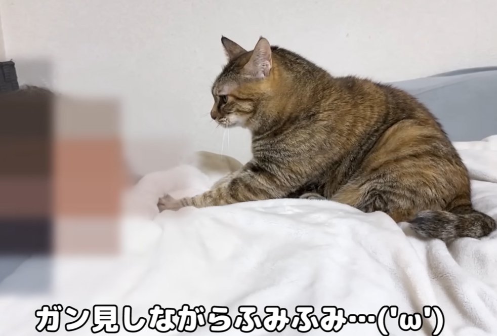 人の体の上に座る猫（がん見しながらふみふみ…）