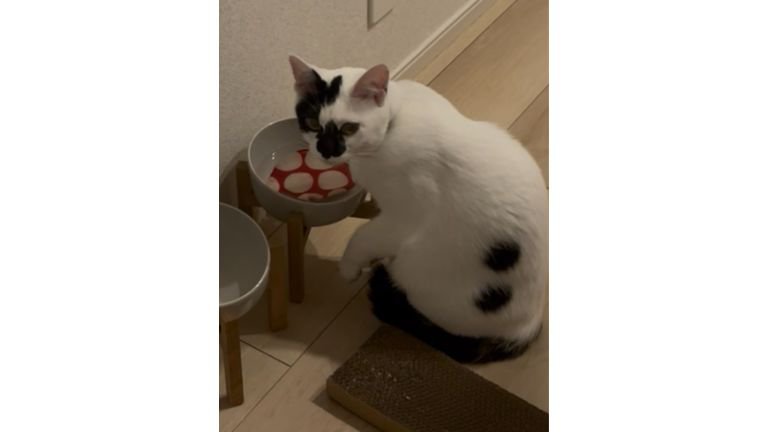 猫と水に入っているコースター