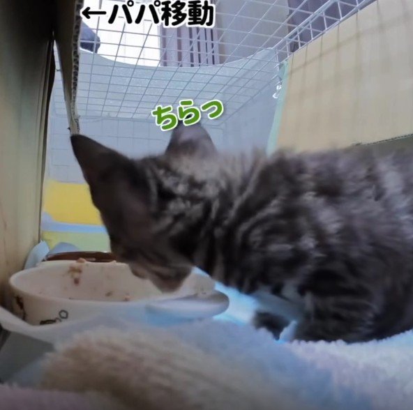 ごはんを食べる猫