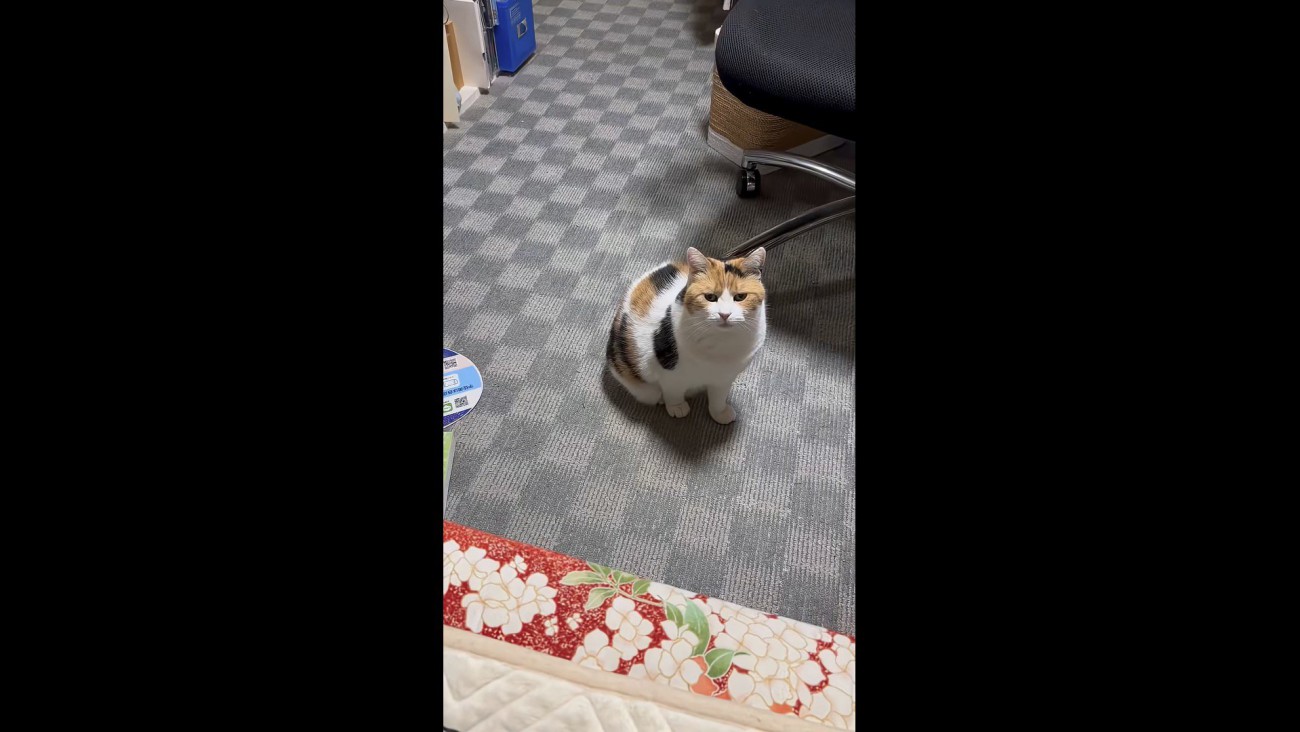 ミケの紹介写真