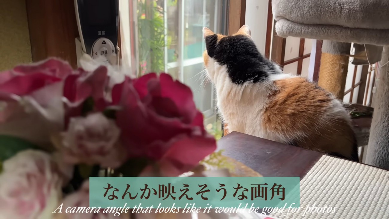 テロップ「なんか映えそうな～」