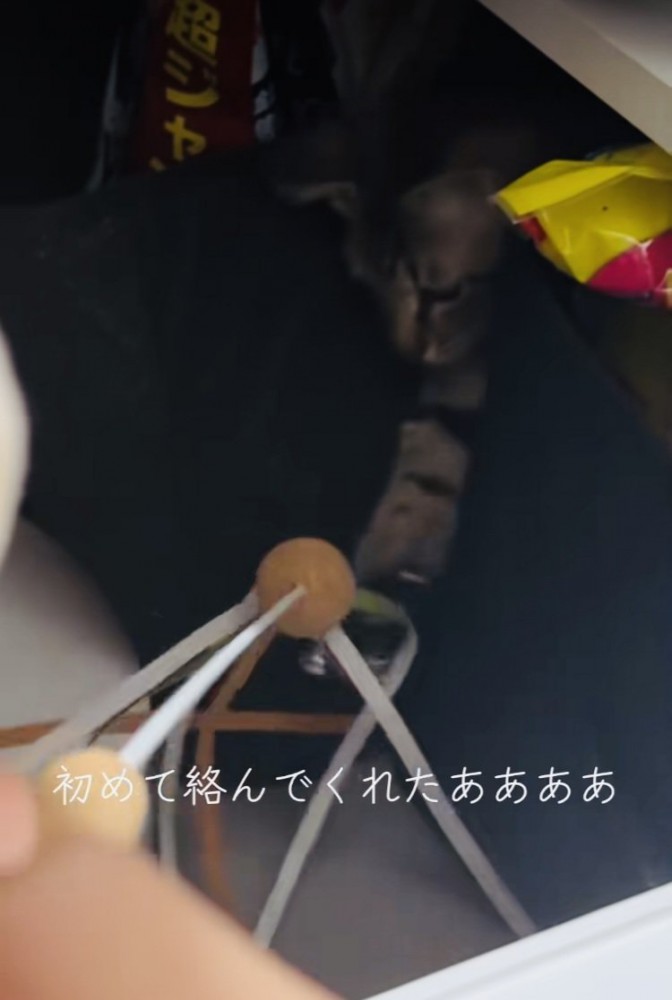 ママの動かすおもちゃで遊ぶキジトラ猫