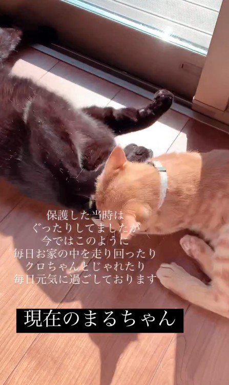 じゃれ合う2匹の猫
