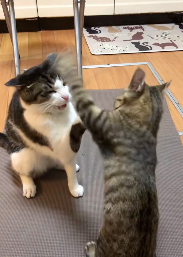 振り下ろされる猫