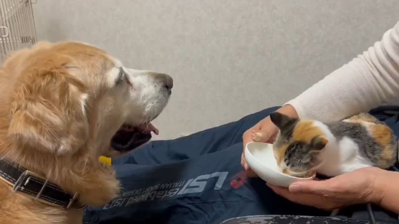 ご飯を食べる子猫を見守る大型犬