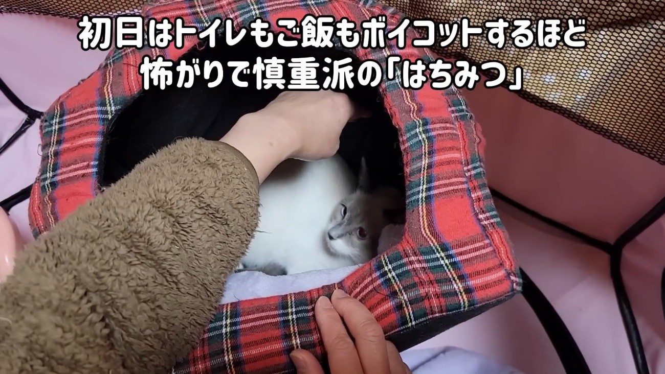 猫ベッドの奥にいる子猫