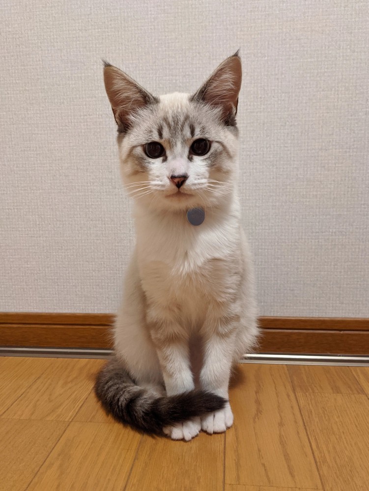 正面を向いて座る子猫