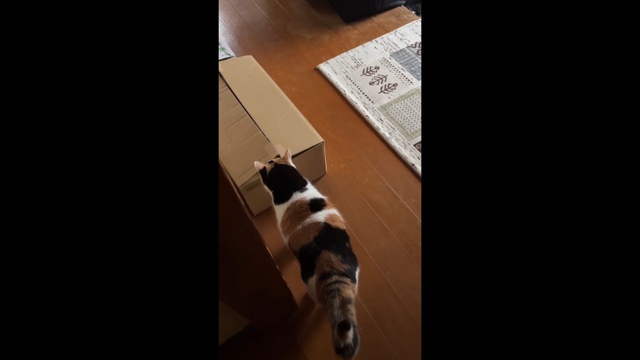 箱の中を覗いて