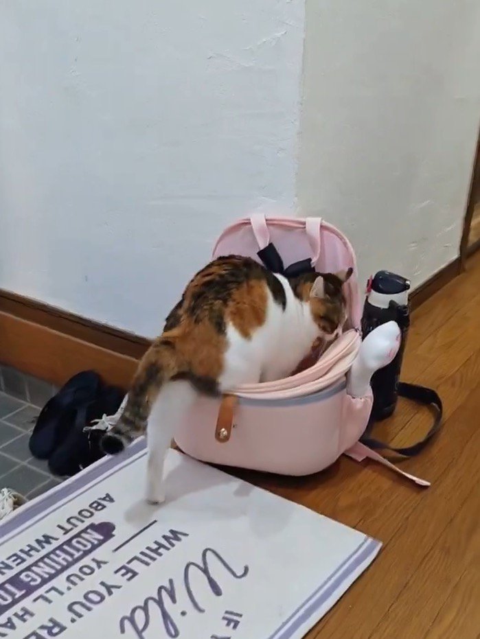 カバンの中に入っていく猫