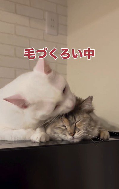 毛づくろいをしている2匹の猫