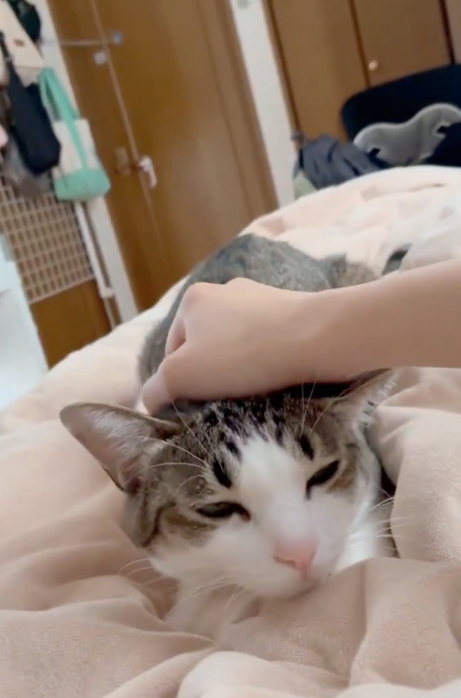 眠そうに頭を下げる猫