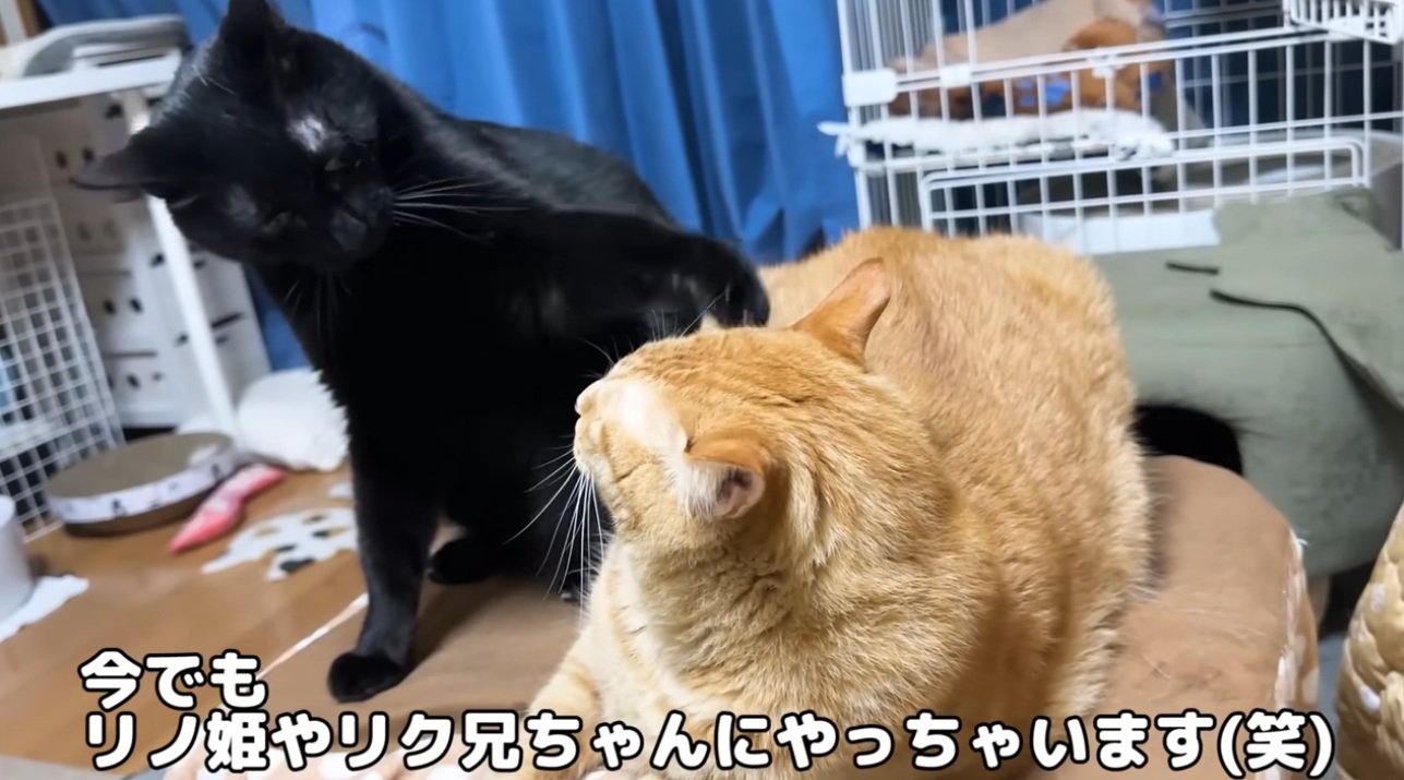 先住猫と遊びたがる黒猫