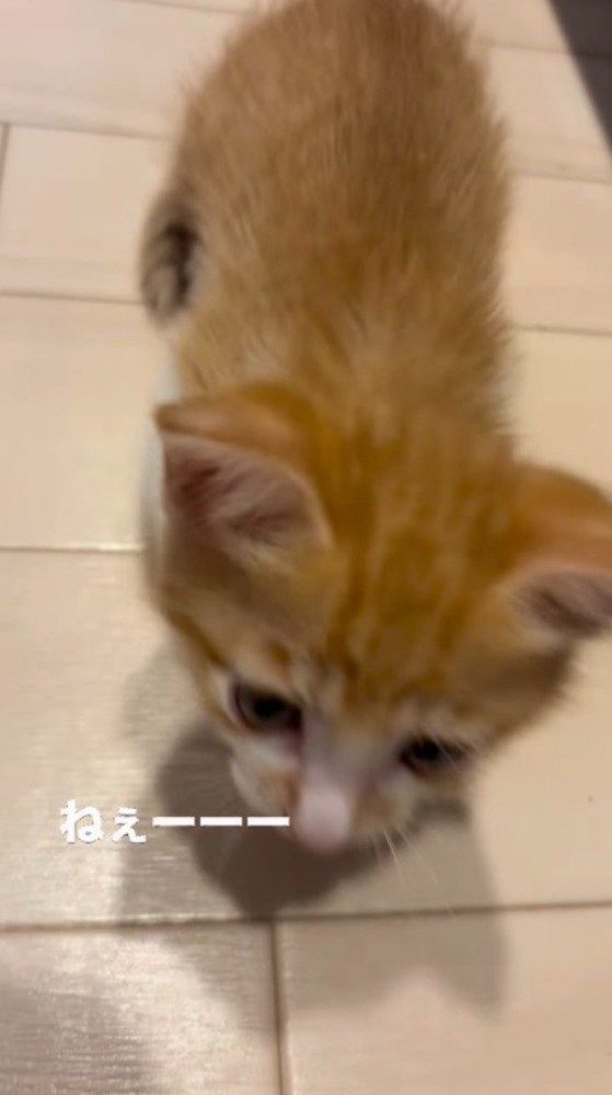 飼い主の方へ向かいながら声をあげる子猫