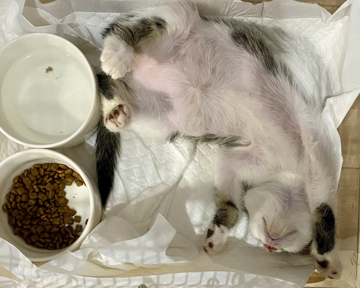 ごはんの入った皿の近くでお腹を出して眠る子猫