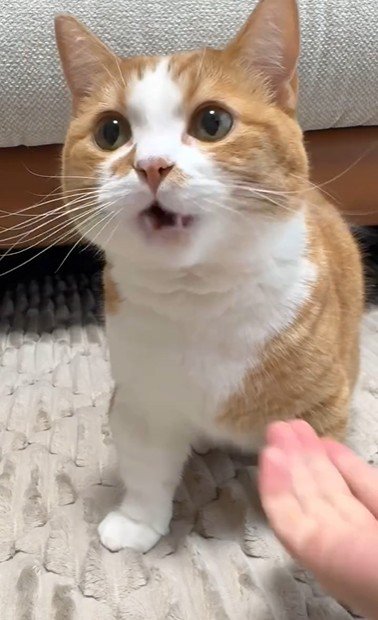 座っている猫