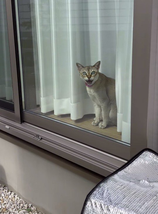 窓に近づく飼い主を見て、口を大きく開ける猫
