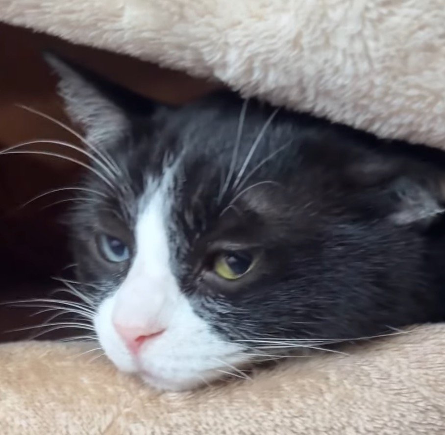 毛布にアゴを乗せる猫