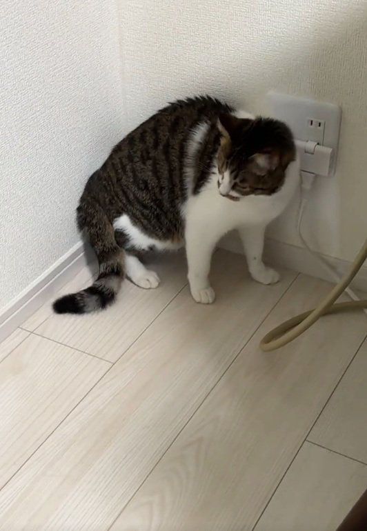 壁沿いにいる猫