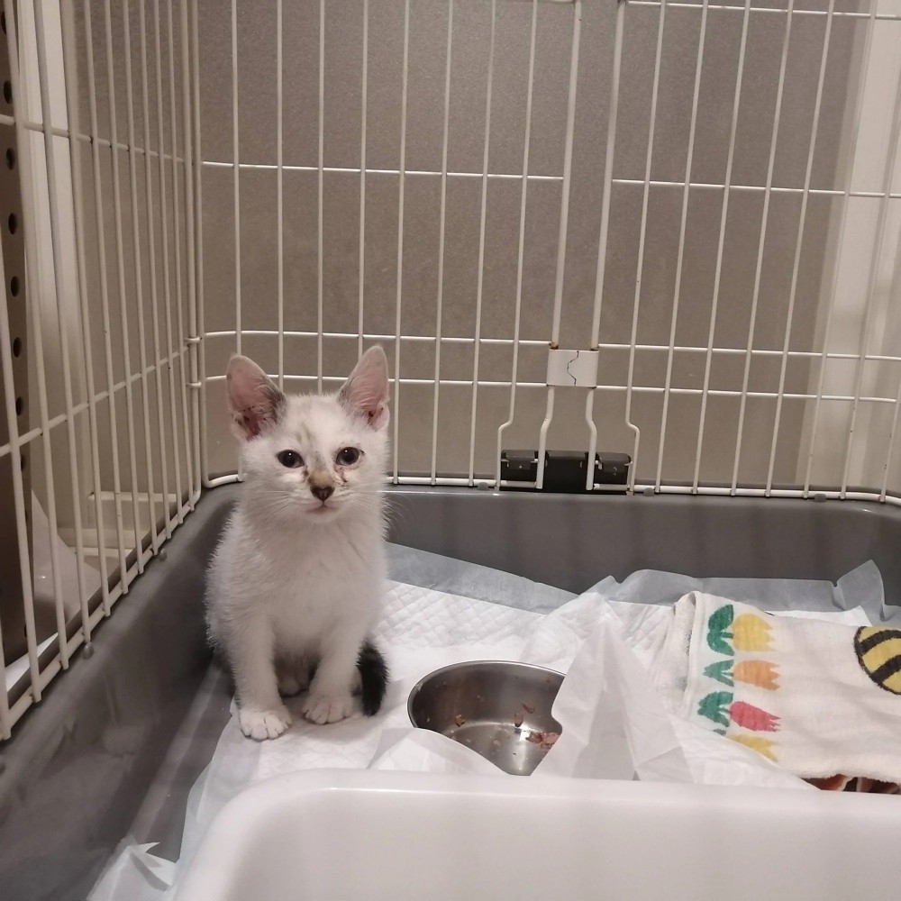 ケージの中の子猫