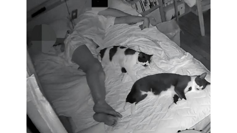 寝ている猫たち