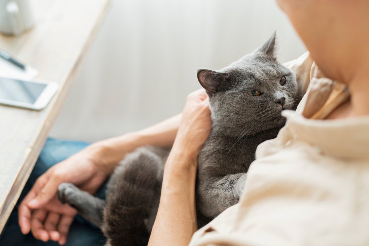 猫に嫌がられない『抱っこ』の方法4選 正しい抱き方のコツからNGポイントまで | ねこちゃんホンポ