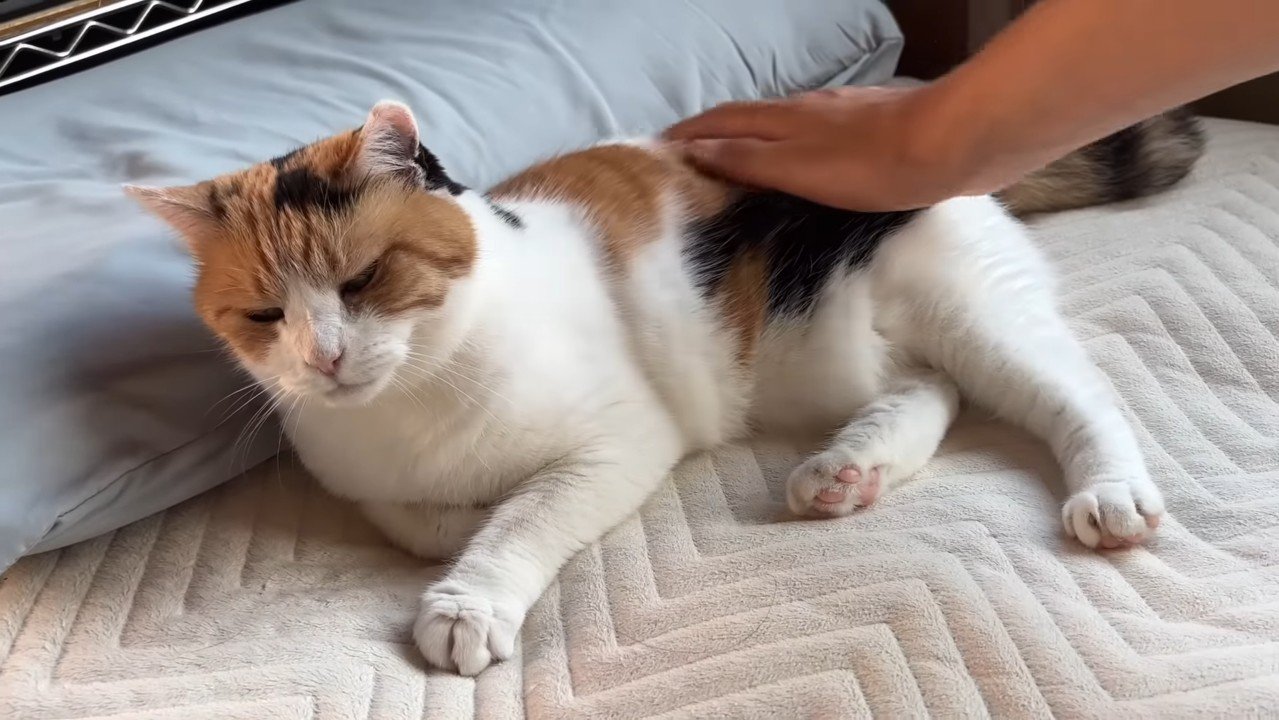 背中なでなで