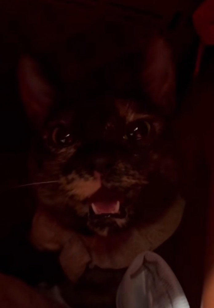 表情が穏やかに戻る猫