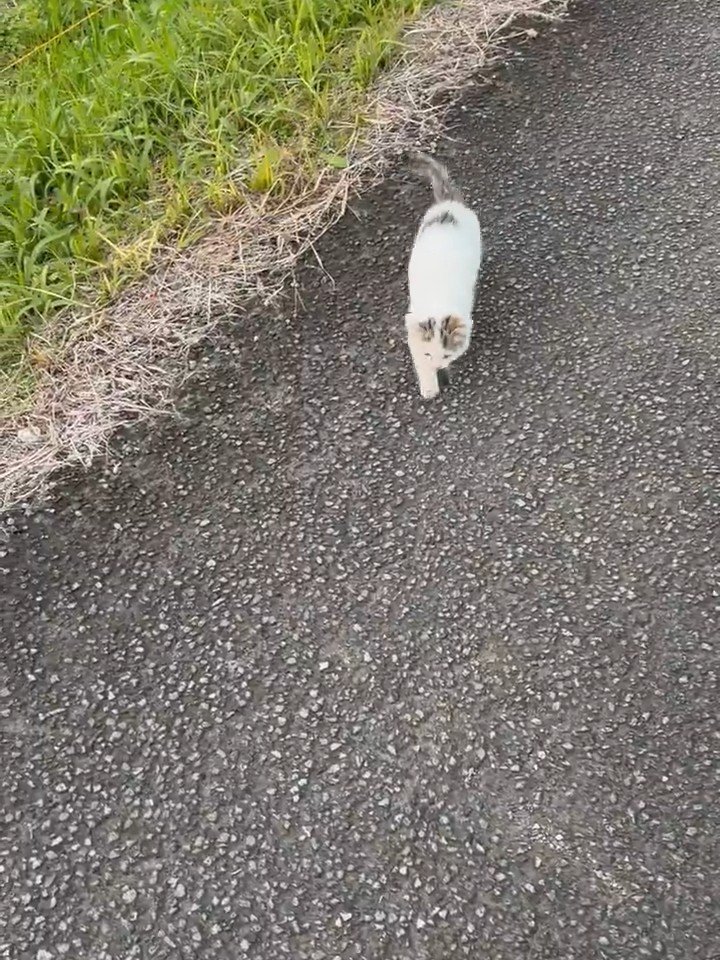 歩いている子猫