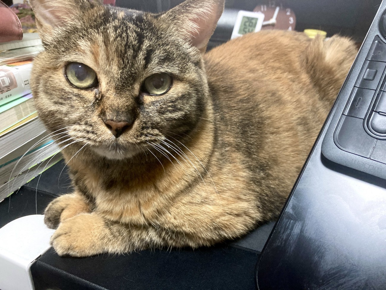 カメラを見る猫