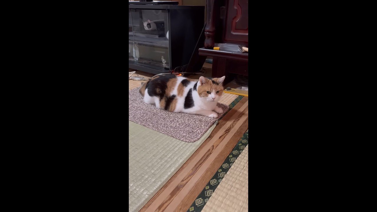 マットの上