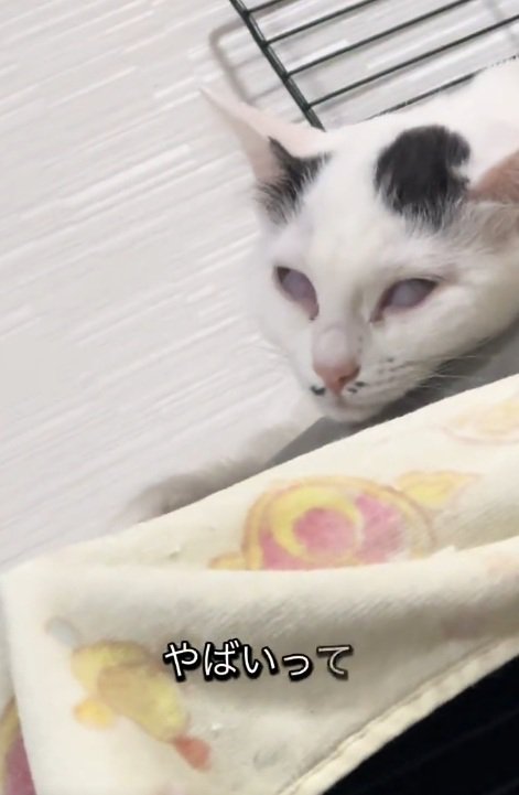 白目になって寝始める白黒の猫