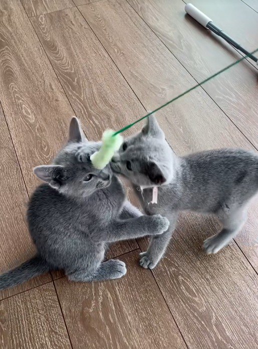 猫じゃらしで遊んでいる子猫