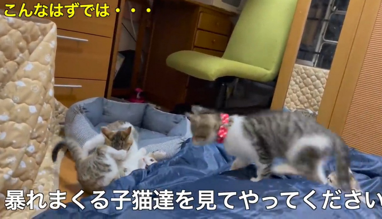 寝ている飼い主の周りで遊ぶ子猫たち