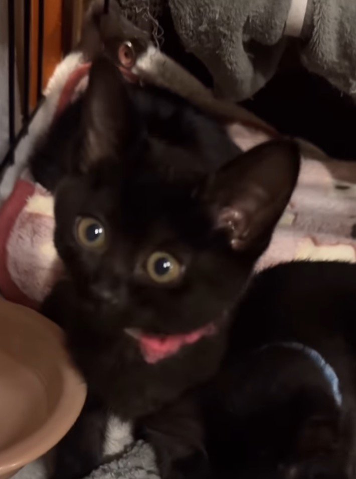 投稿者を見つめるピンクの首輪を着けた子猫