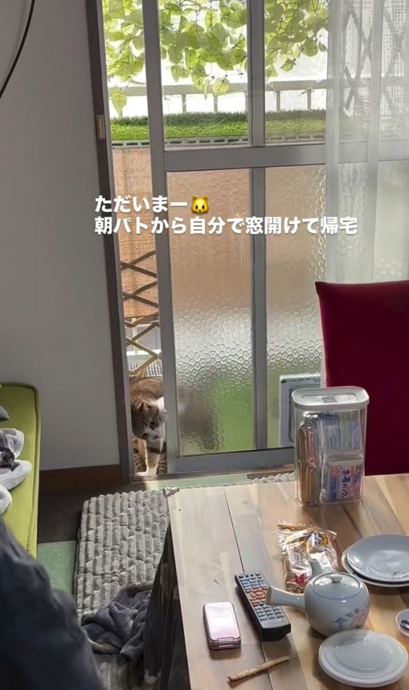 窓をスライドさせる猫