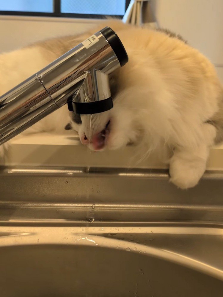 蛇口から水を飲む猫