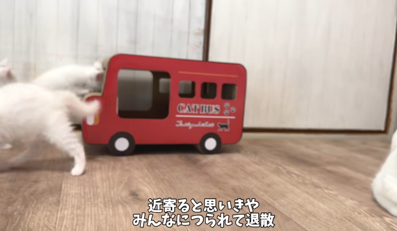 兄弟と遊びに行く子猫