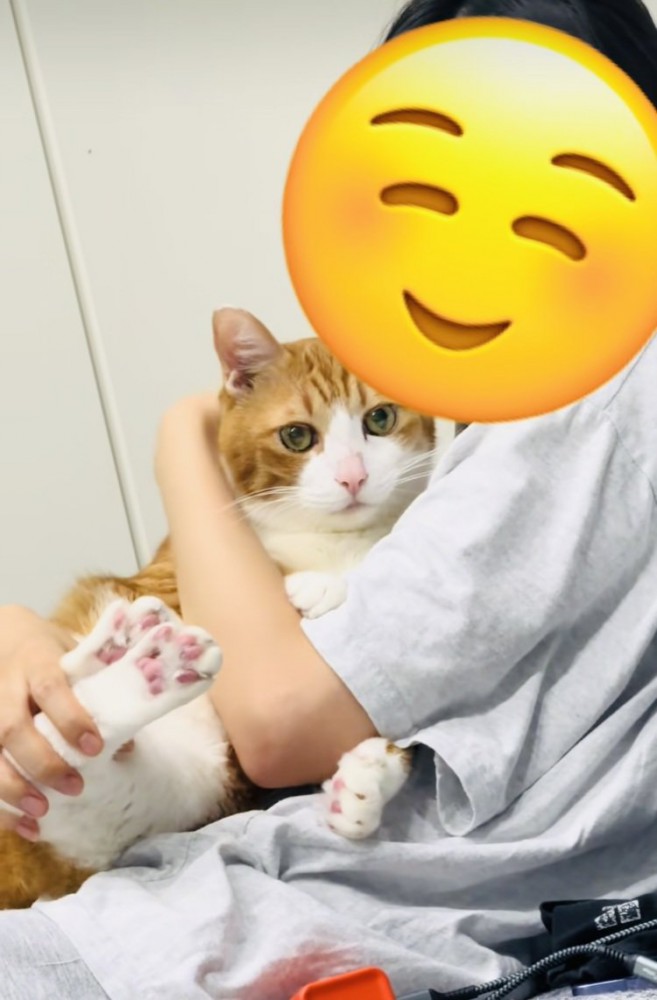 妹に抱っこされる茶白猫