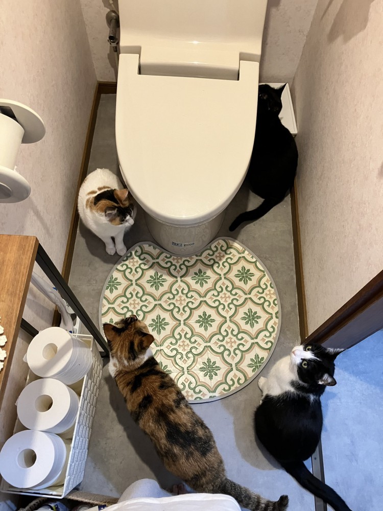 トイレに集まる4匹の猫