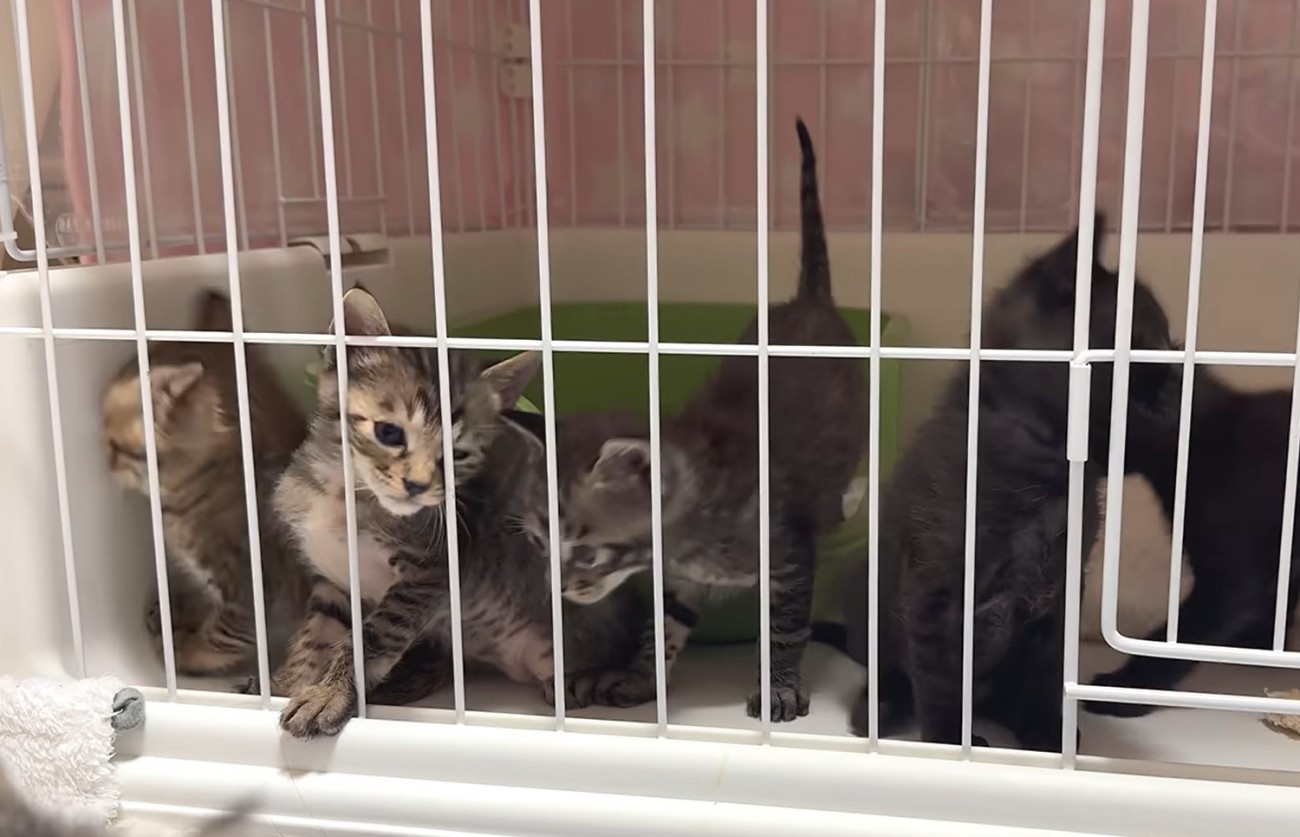 ケージに入った複数の子猫
