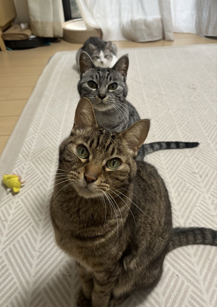 縦に並ぶ3匹