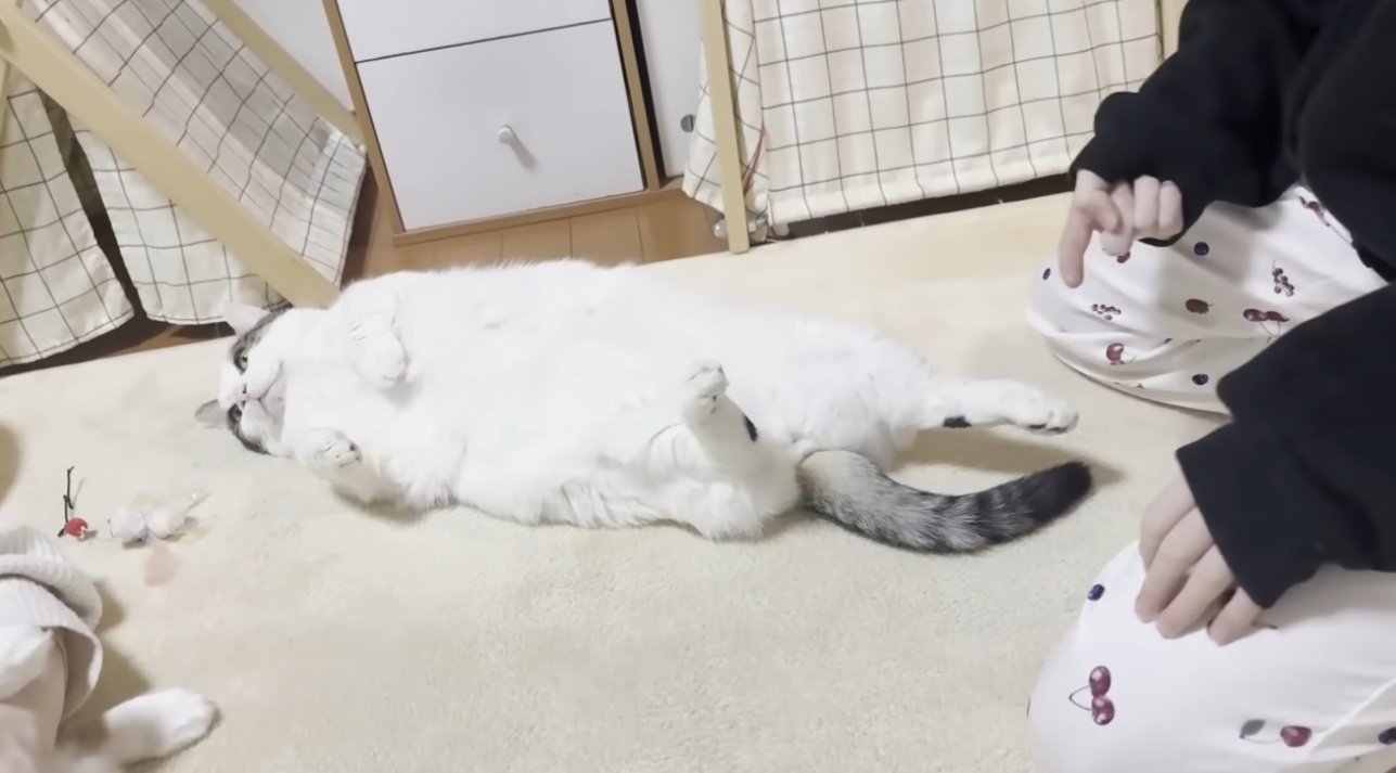 仰向けで寝転がっている猫