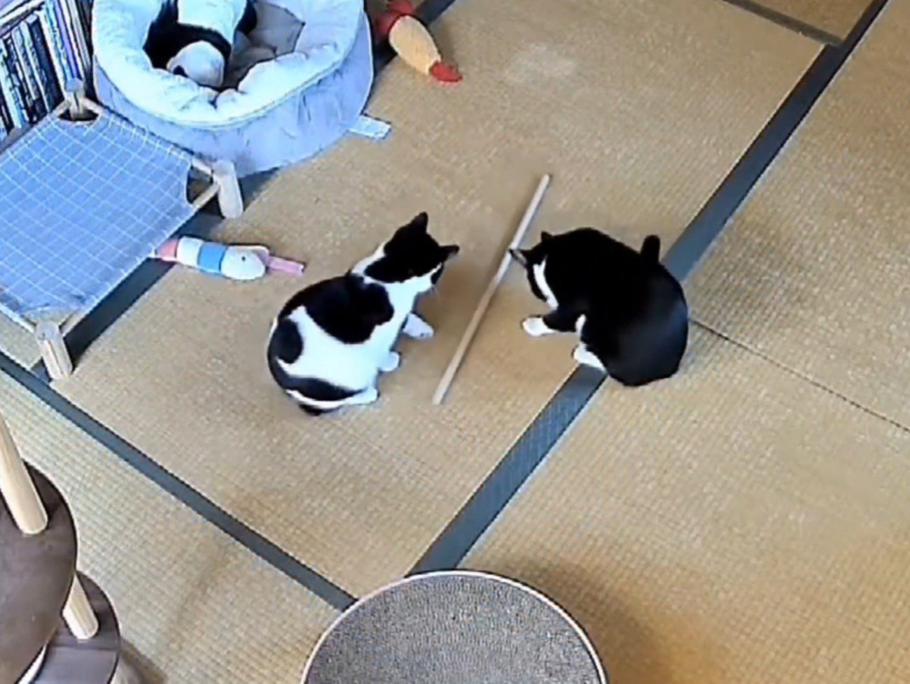 兄猫のそばで木の棒を転がす白黒猫