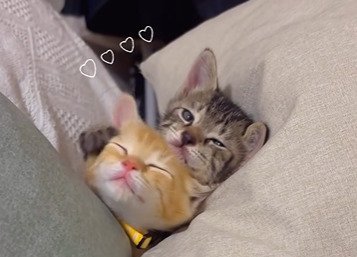 くっついてくつろぐ2匹の子猫2